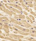 Beta-Actin  Antibody